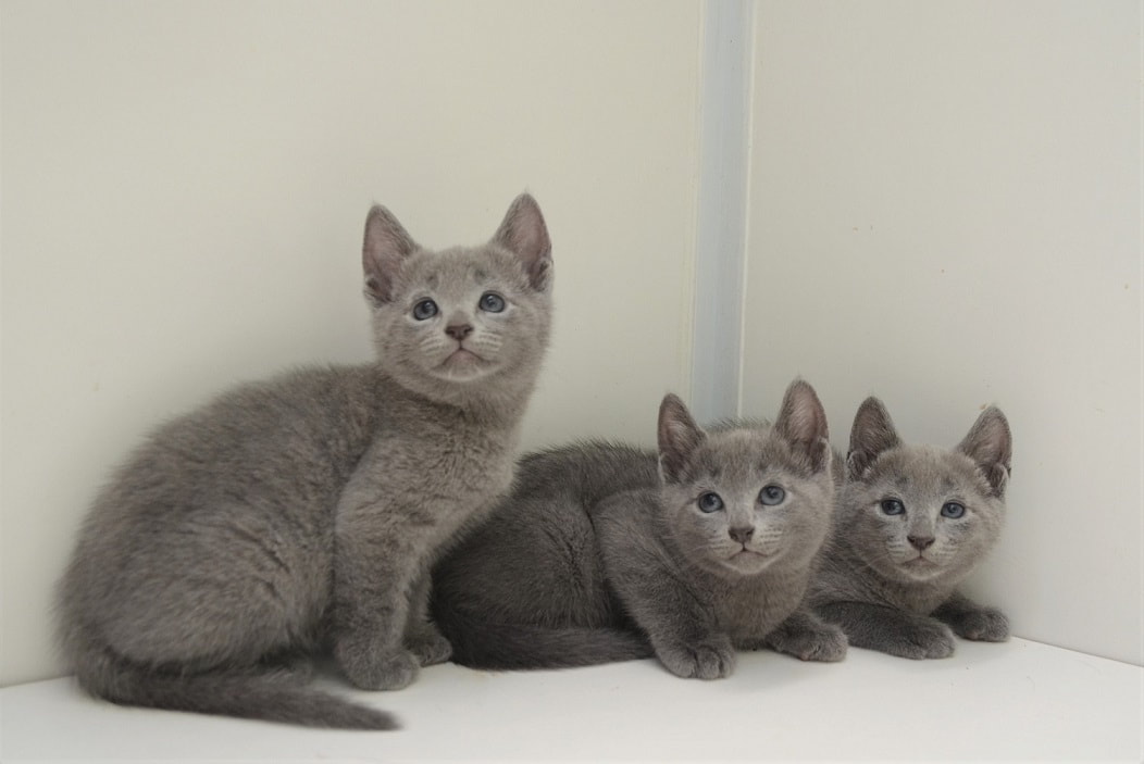 9. Russian Blue Kittens for Sale - Kitten Finder - wide 7